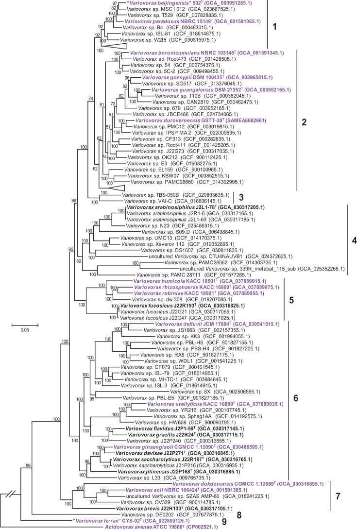 <i>Variovorax arabinosiphilus</i> sp. nov., <i>Variovorax flavidus</i> sp. nov., <i>Variovorax gracilis</i> sp. nov., <i>Variovorax brevis</i> sp. nov., <i>Variovorax jilinensis</i> sp. nov., <i>Variovorax davisae</i> sp. nov., <i>Variovorax saccharolyticus</i> sp. nov. and <i>Variovorax fucosicus</i> sp. nov., isolated from ginseng rhizosphere.