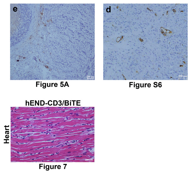 Erratum: Human endoglin-CD3 bispecific T cell engager antibody induces anti-tumor effect <i>in vivo</i>.