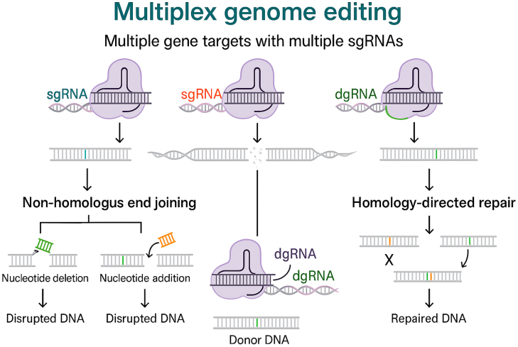 Advancing gene editing therapeutics: Clinical trials and innovative delivery systems across diverse diseases.