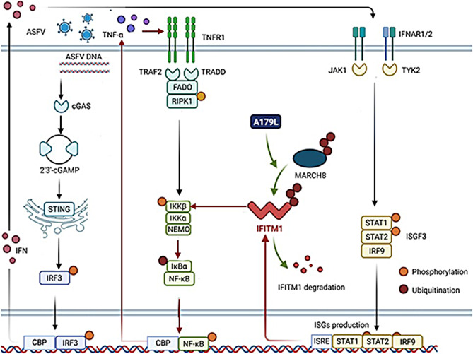 African swine fever virus A179L inhibits interferon induced transmembrane protein 1 activation of NF-κB pathway.