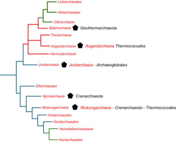 Extensive lateral gene transfer between proto-eukaryotes and <i>Heimdallarchaeia</i> suggests their close association during eukaryogenesis.