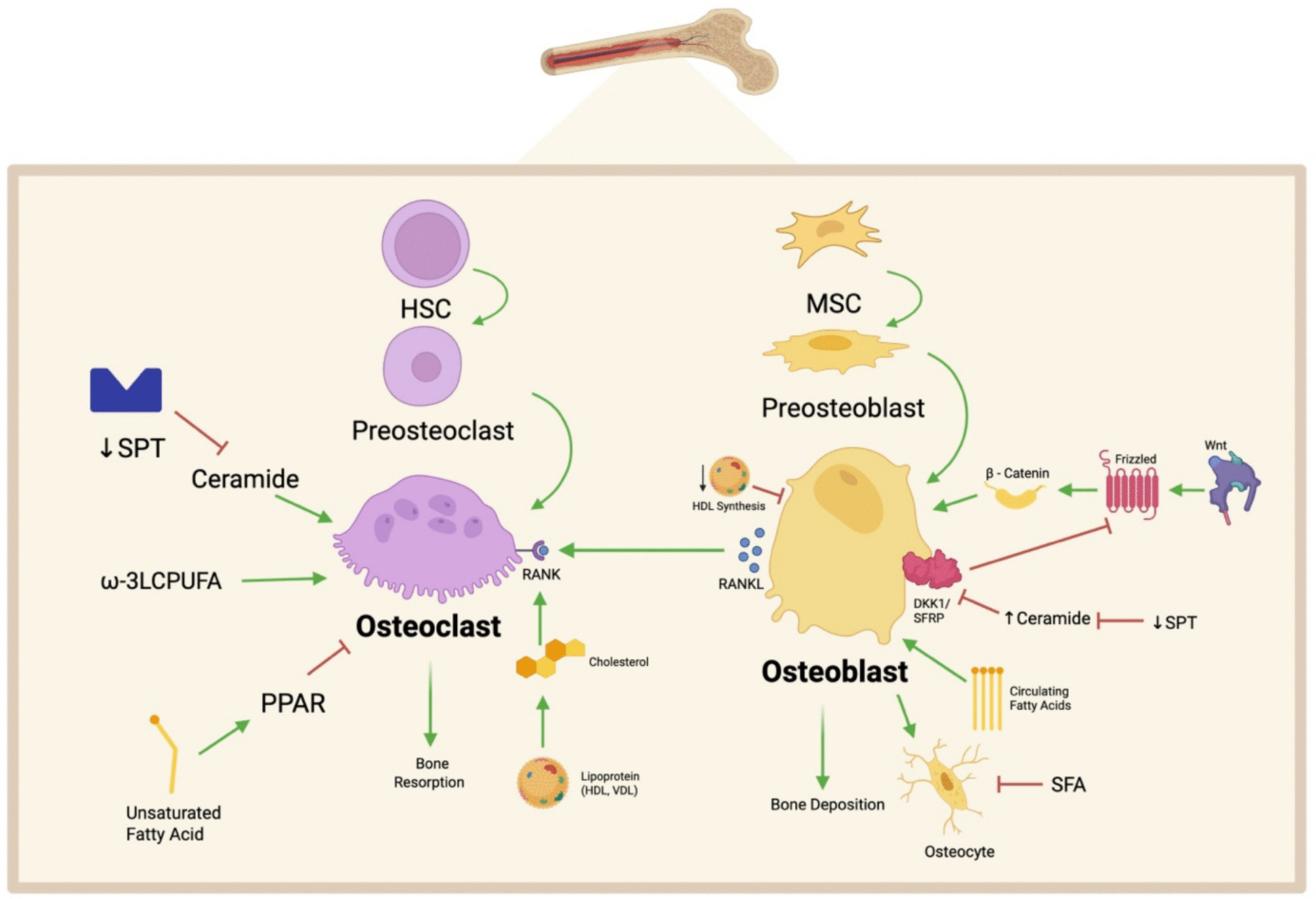 Lipid metabolism in age-related musculoskeletal disorders: insights into sarcopenia and osteoporosis.