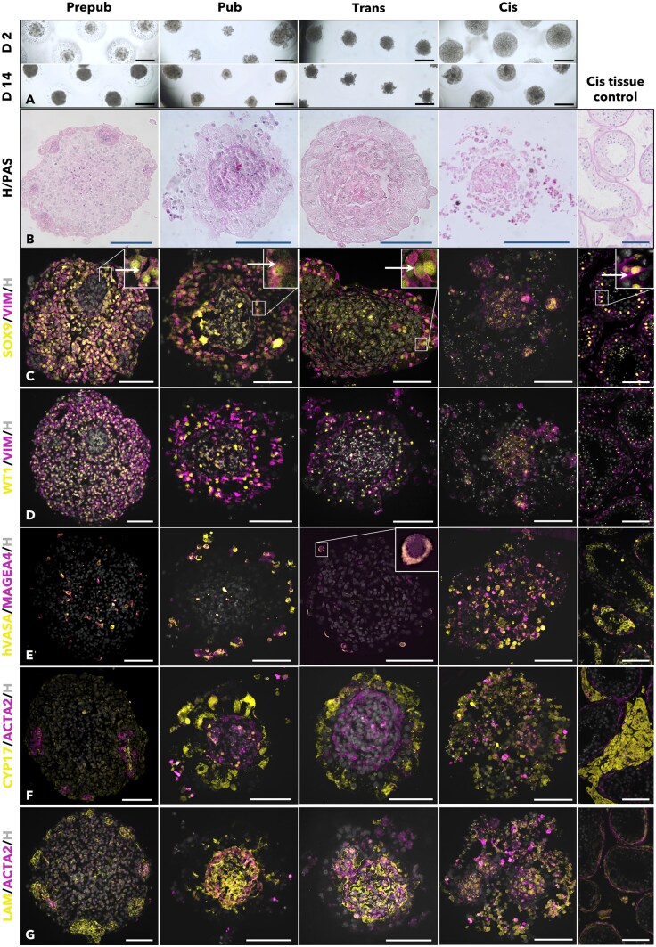 A new human <i>in vitro</i> model of cytotypic and testosterone-producing organoids derived from testicular tissue of transgender women.