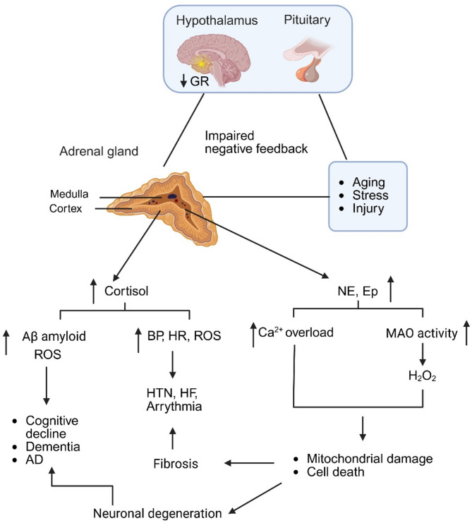 The heart-brain crosstalk in age related cardiovascular and neurodegenerative diseases.
