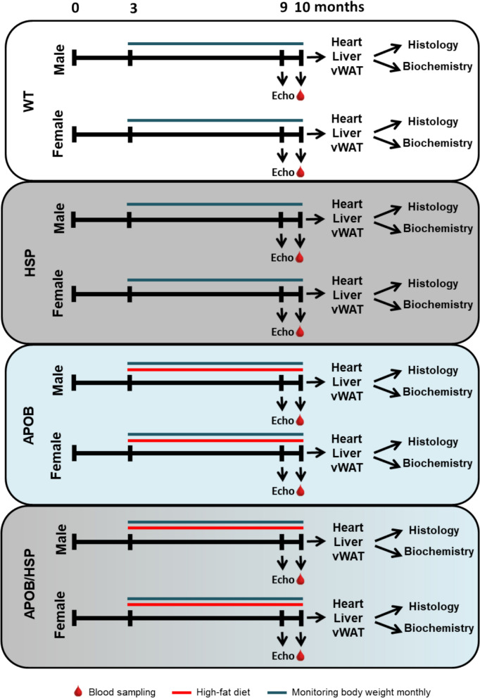 Overexpression of the human heat shock protein B1 alters obesity-related metabolic changes in a sex-dependent manner in a mouse model of metabolic syndrome.
