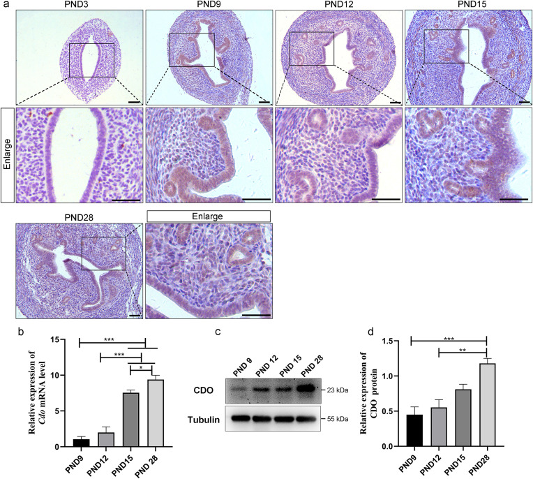 Cysteine dioxygenase knockout and taurine deficiency impair mouse uterine adenogenesis by inhibiting epithelial cell proliferation and enhancing apoptosis.