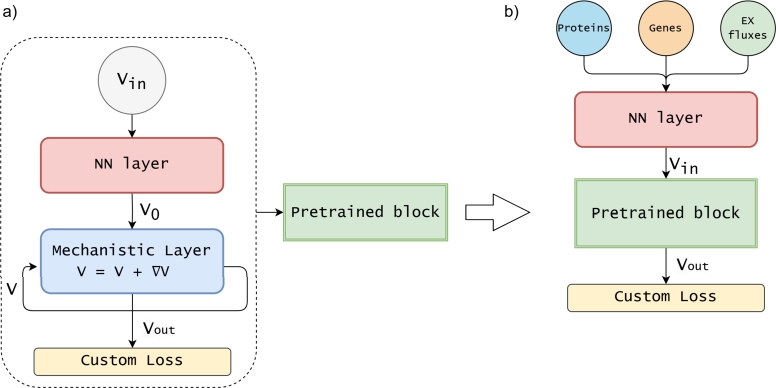 MINN: A metabolic-informed neural network for integrating omics data into genome-scale metabolic modeling.