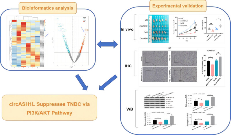 CircASH1L-mediated tumor progression in triple-negative breast cancer: PI3K/AKT pathway mechanisms.