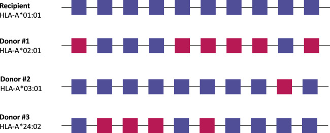 The Progress and Challenges of Implementing HLA Molecular Matching in Clinical Practice.