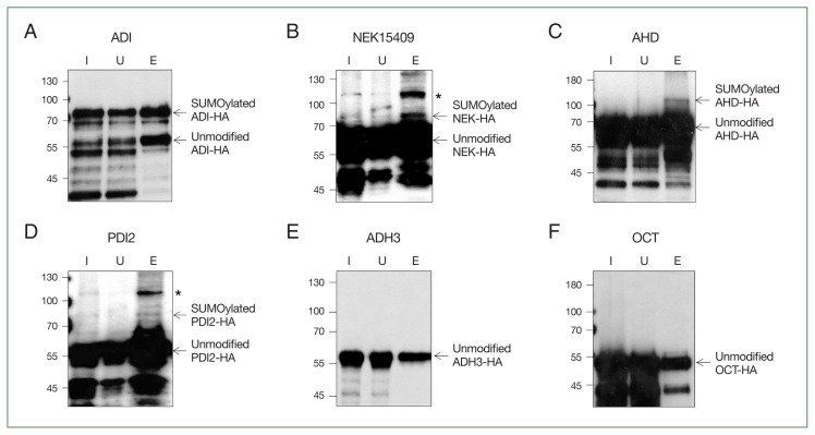 Identification and confirmation of SUMOylation-modified proteins in Giardia trophozoites.