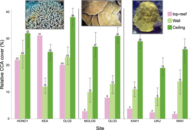 High abundances of crustose coralline algae inside cryptic coral habitats linked to coral reef functioning.