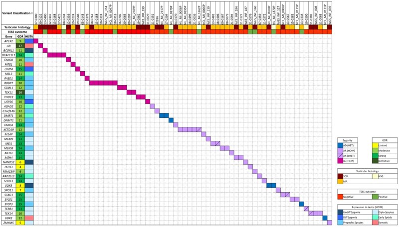 Genetic determinants of testicular sperm extraction outcomes: insights from a large multicentre study of men with non-obstructive azoospermia.