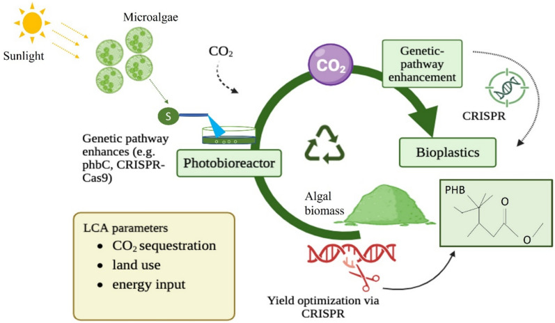 The quintessence of algal biomass in bioplastic production: insightful advancement and sustainable use.