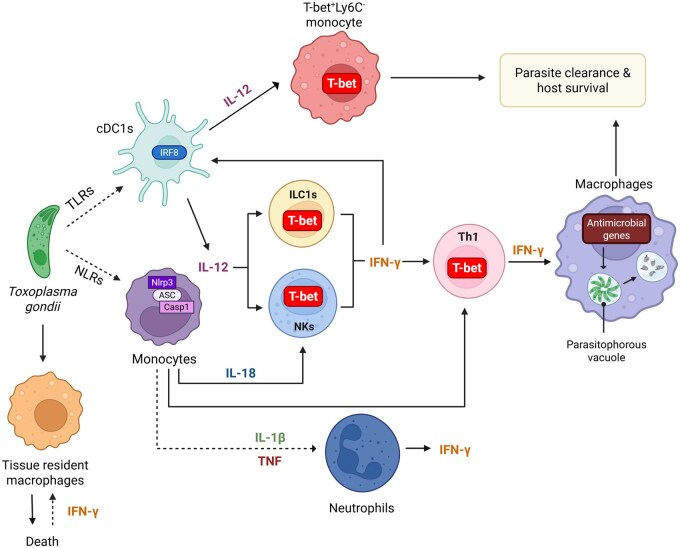 The cat's out of the bag: Toxoplasma gondii provides further insight into myeloid-mediated host defense.