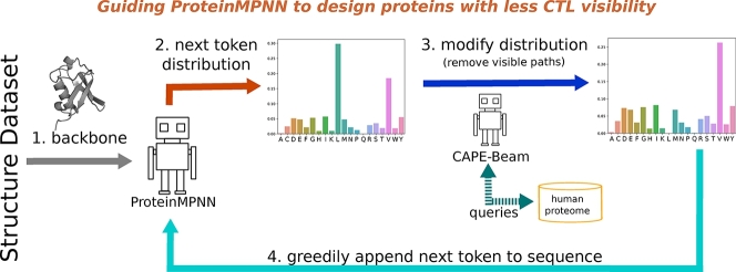 A novel decoding strategy for ProteinMPNN to design with less visibility to cytotoxic T-lymphocytes.