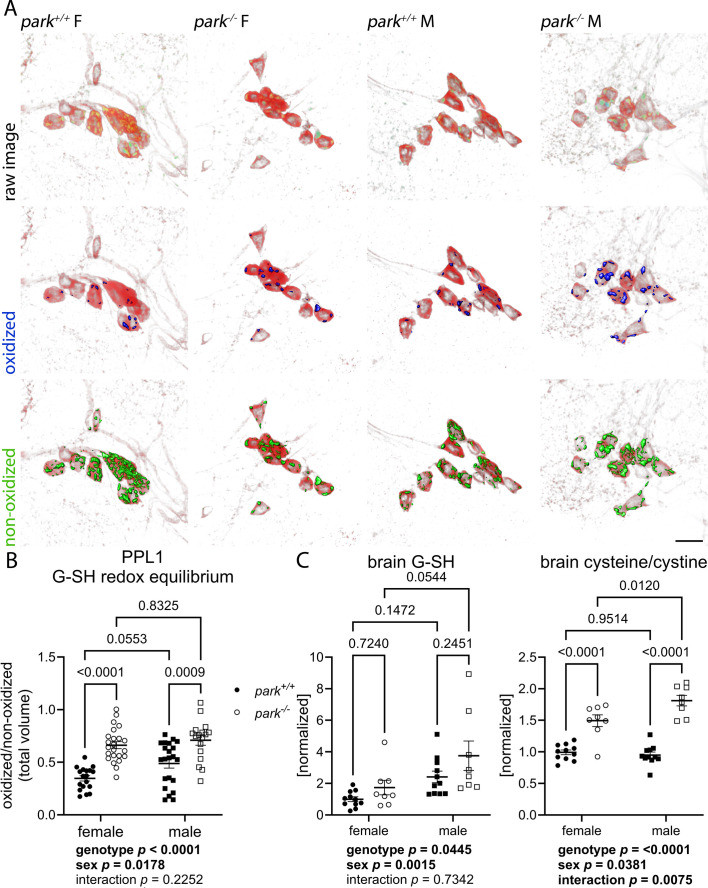 park+/+ and park-/- Drosophila have sexually dimorphic brain redox chemistry.