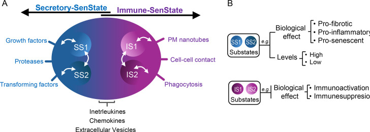 The states of senescent cells.