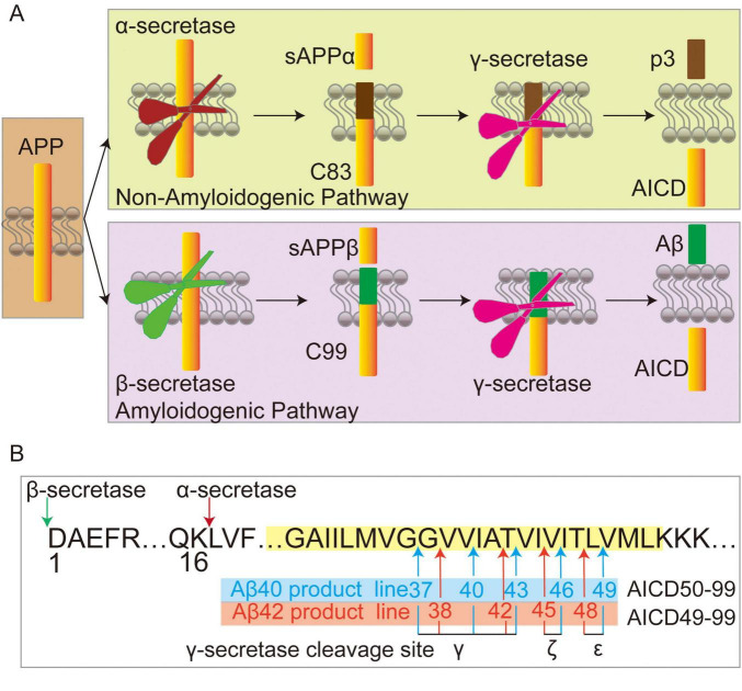 The manipulator behind "Scissors": γ -secretase and its modulators in Alzheimer's disease.