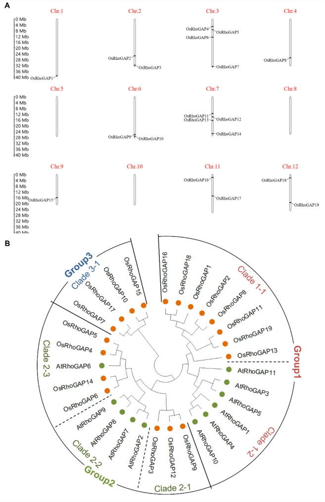 Genome-Wide Identification of the RhoGAP Gene Family and Main Function of OsRhoGAP2 in Seed Germination of Rice by Transcriptome Analysis.