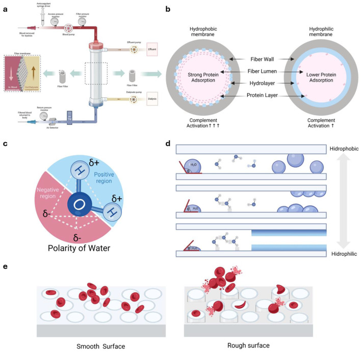 Biocompatibility in hemodialysis: artificial membrane and human blood interactions.