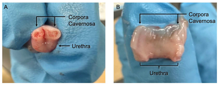 Development of an Ex Vivo Platform to Model Urethral Healing.