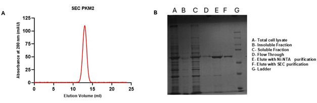An Optimized Enzyme-Coupled Spectrophotometric Method for Measuring Pyruvate Kinase Kinetics.