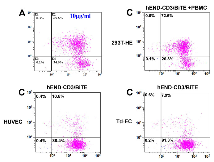 Erratum: Human endoglin-CD3 bispecific T cell engager antibody induces anti-tumor effect <i>in vivo</i>.