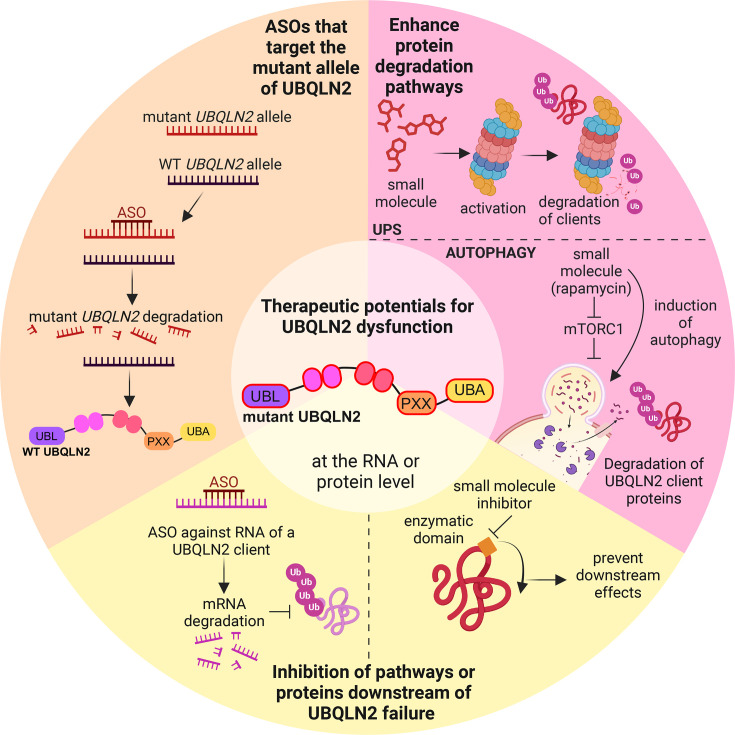 UBQLN2 in neurodegenerative disease: mechanistic insights and emerging therapeutic potential.