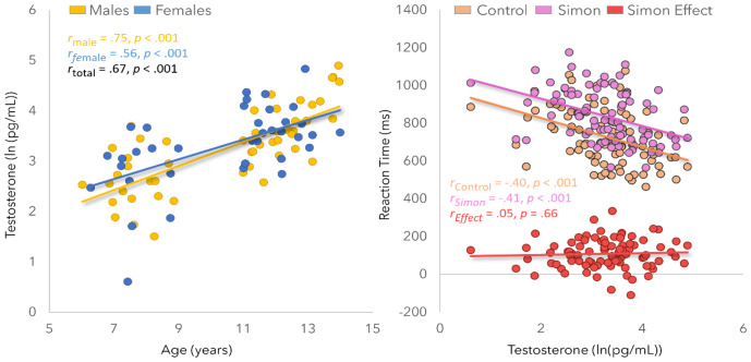 Developmental shifts in testosterone levels are associated with alterations in the neural oscillatory dynamics serving selective attention.