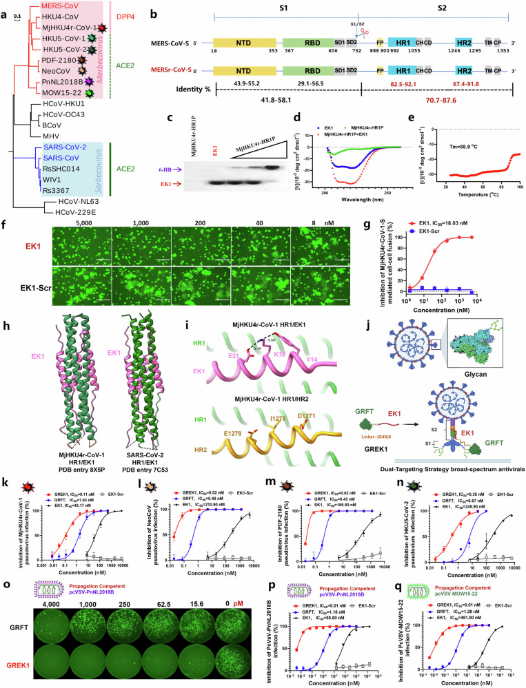 Dual-targeting strategy enables extremely potent and broad inhibition of emerging MERS-related coronaviruses.
