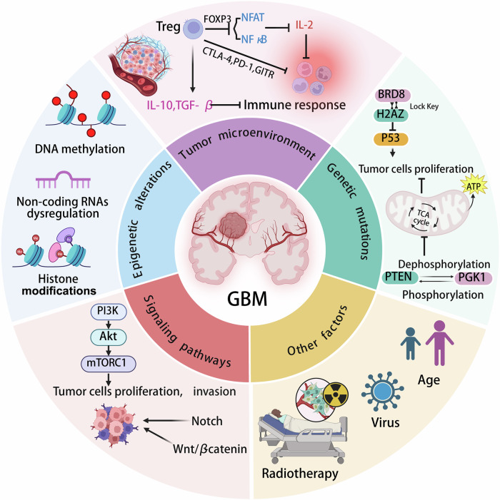 Ioning out glioblastoma: ferroptosis mechanisms and therapeutic frontiers.