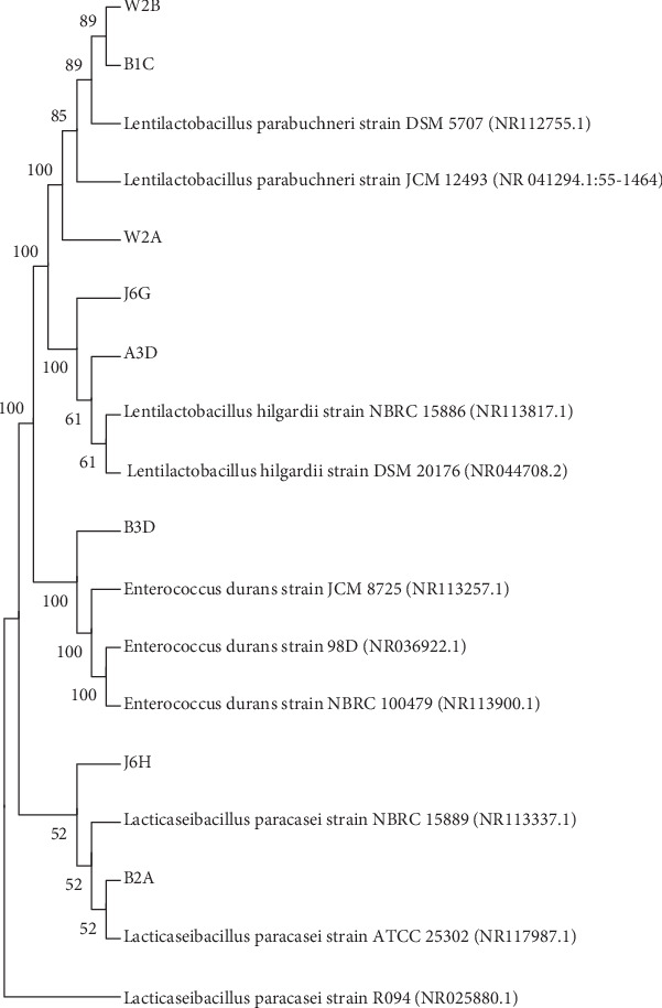 Biotechnological Potential of Lactic Acid Bacteria Isolated From Ethiopian Honey Wine, <i>Tej</i>.