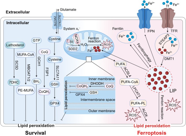 Crosstalk Between Microbiome and Ferroptosis in Diseases: From Mechanism to Therapy.