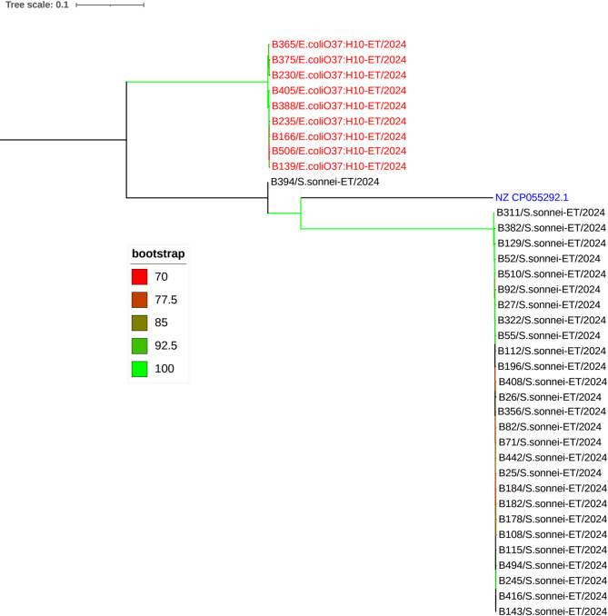 Phenotypic and genotypic relationships between Shigella species and Escherichia coli O37:H10 isolates in Addis Ababa, Ethiopia.