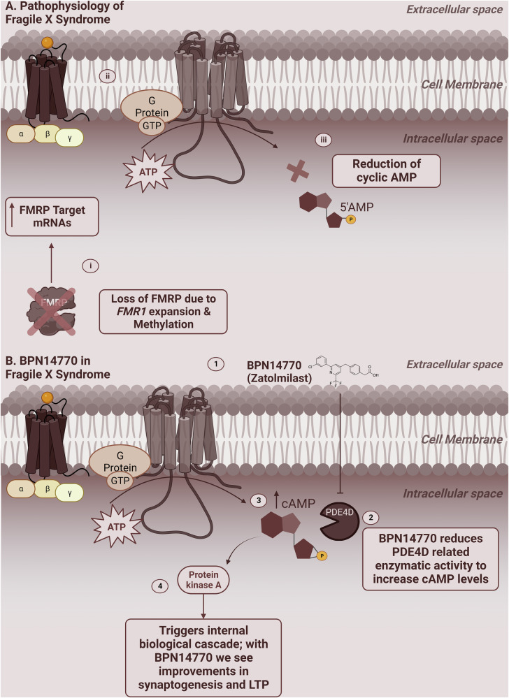 ROC Analysis of Biomarker Combinations in Fragile X Syndrome-Specific Clinical Trials: Evaluating Treatment Efficacy via Exploratory Biomarkers.