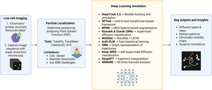 Deep learning in chromatin organization: from super-resolution microscopy to clinical applications.