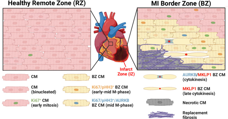 Transcriptional, proteomic and metabolic drivers of cardiac regeneration.