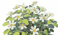 A million shades of green: understanding and harnessing plant metabolic diversity.