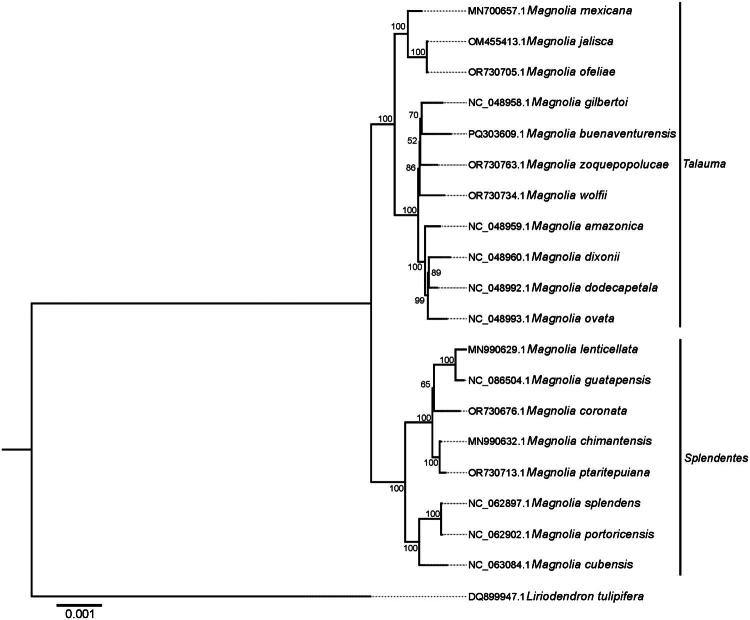 Characterization of the complete plastid genome sequence of <i>Magnolia buenaventurensis</i> Á.J. Pérez & E. Rea (Magnoliaceae), a newly described species endemic to the Ecuadorian Andes.