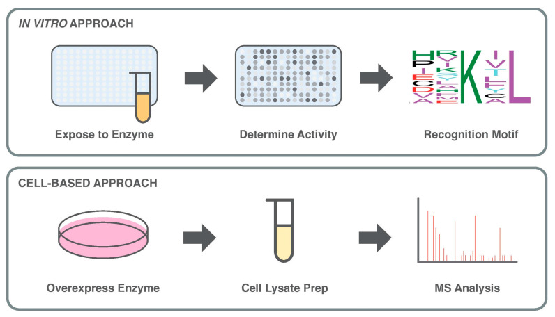 Uncovering Enzyme-Specific Post-Translational Modifications: An Overview of Current Methods.
