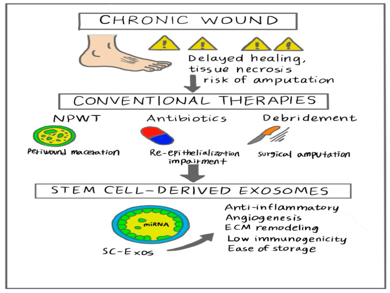 Therapeutic Potential of Stem Cell-Derived Exosomes in Skin Wound Healing.