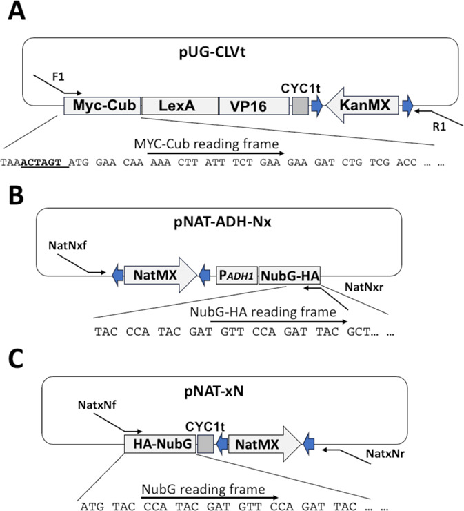 Integrated Membrane Yeast Two-Hybrid System for the Analysis of Membrane Protein Complexes.
