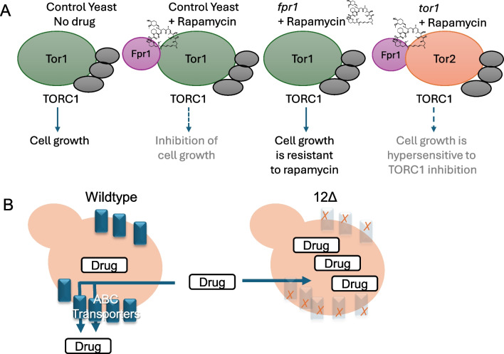 An mTOR inhibitor discovery system using drug-sensitized yeast.