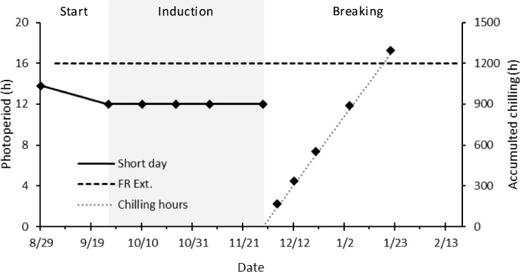 Fragaria ananassa DAM4 expression correlates with vegetative growth during semi-dormancy breaking.