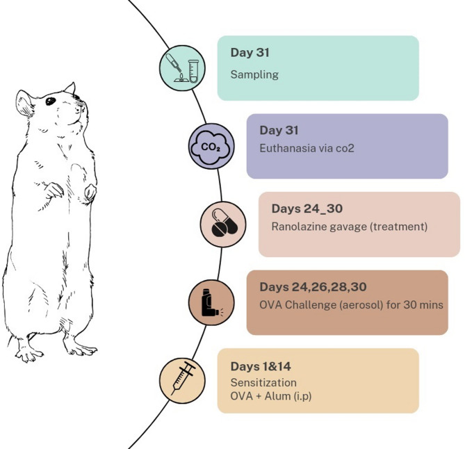 Investigating the effect of Ranolazine drug on the pathophysiology of asthma in a rat model.