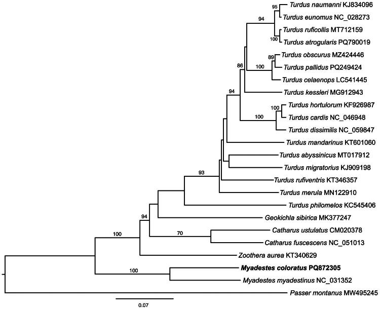 Characterization of the mitochondrial genome and phylogenetic position of the Varied Solitaire <i>Myadestes coloratus</i> (Passeriformes: Turdidae).