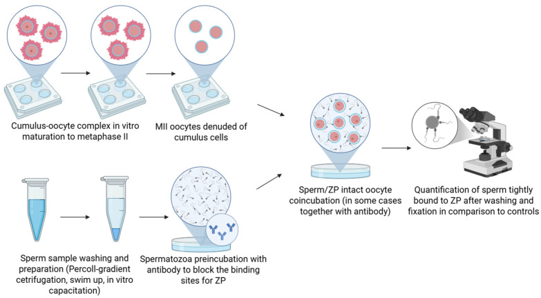 Functional Methods for Studying Sperm-Zona Pellucida Interaction in Mammals.