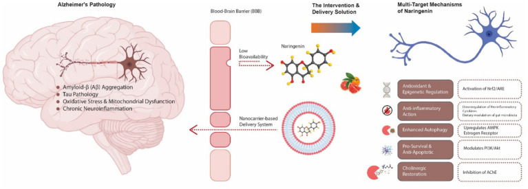 Naringenin as a neurotherapeutic agent in Alzheimer's disease: epigenetic signatures, gut microbiota alterations, and molecular neuroprotection.
