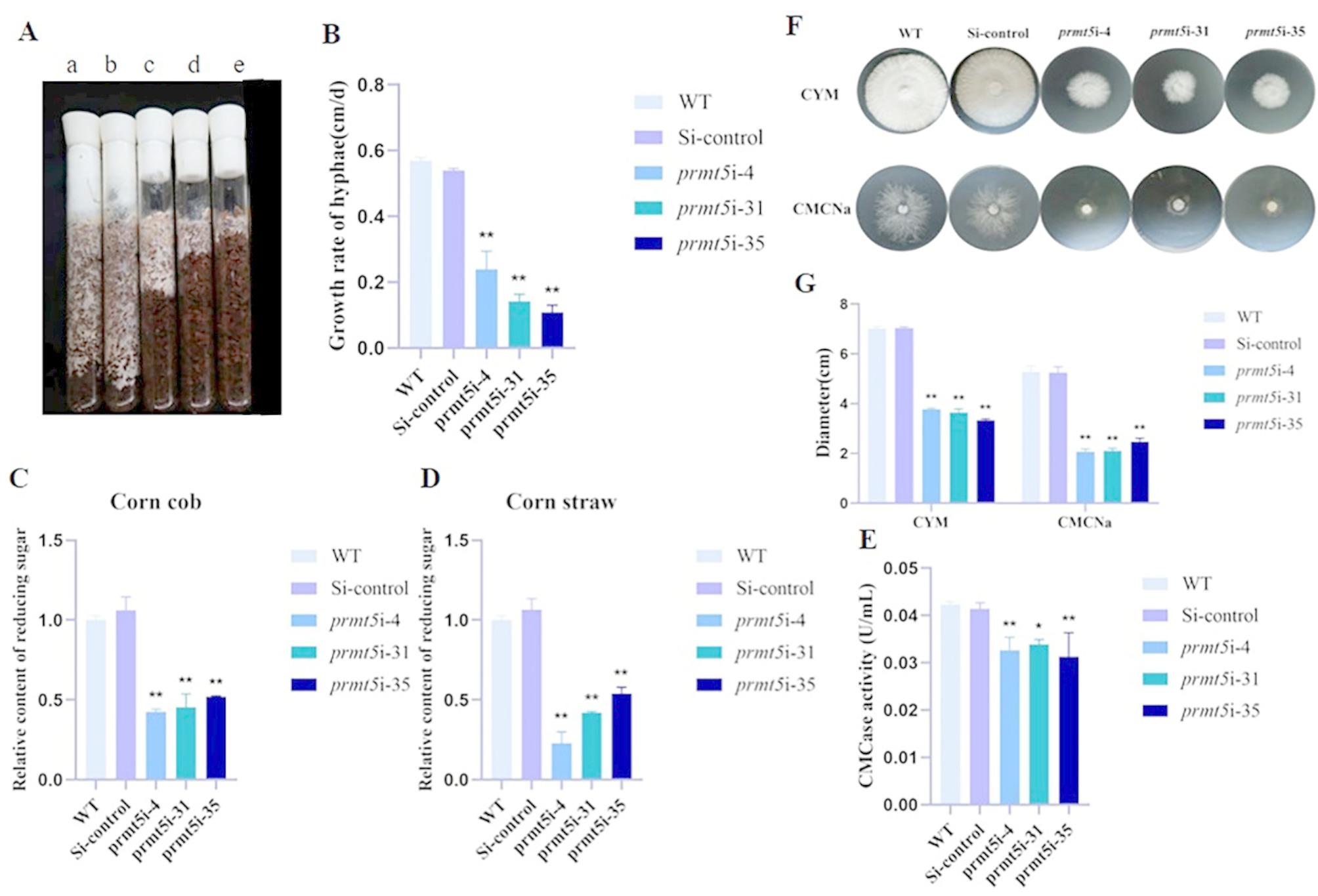 PRMT5 promotes cellulase production by regulating the expression of cellulase gene eg2 through histone methylation in Ganoderma lucidum.