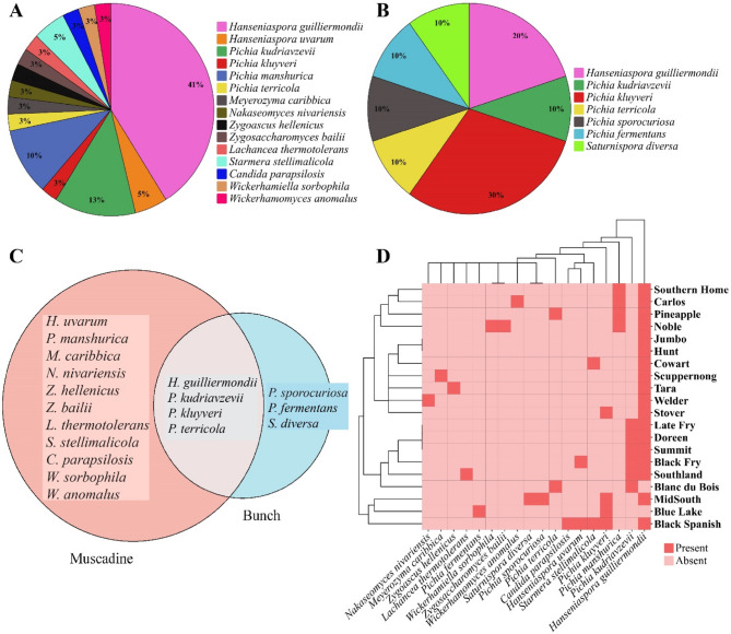 Unveiling the cultivable yeast endophyte diversity in muscadine grape berries and their known functional prospects.